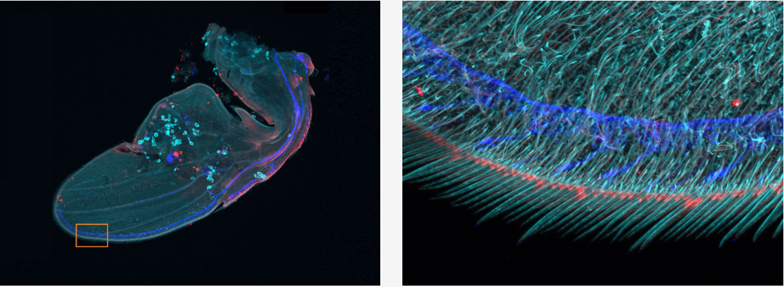 image image