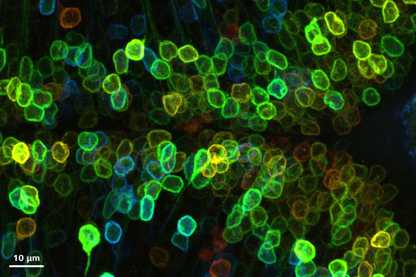 zebrafish-plasma-membrane