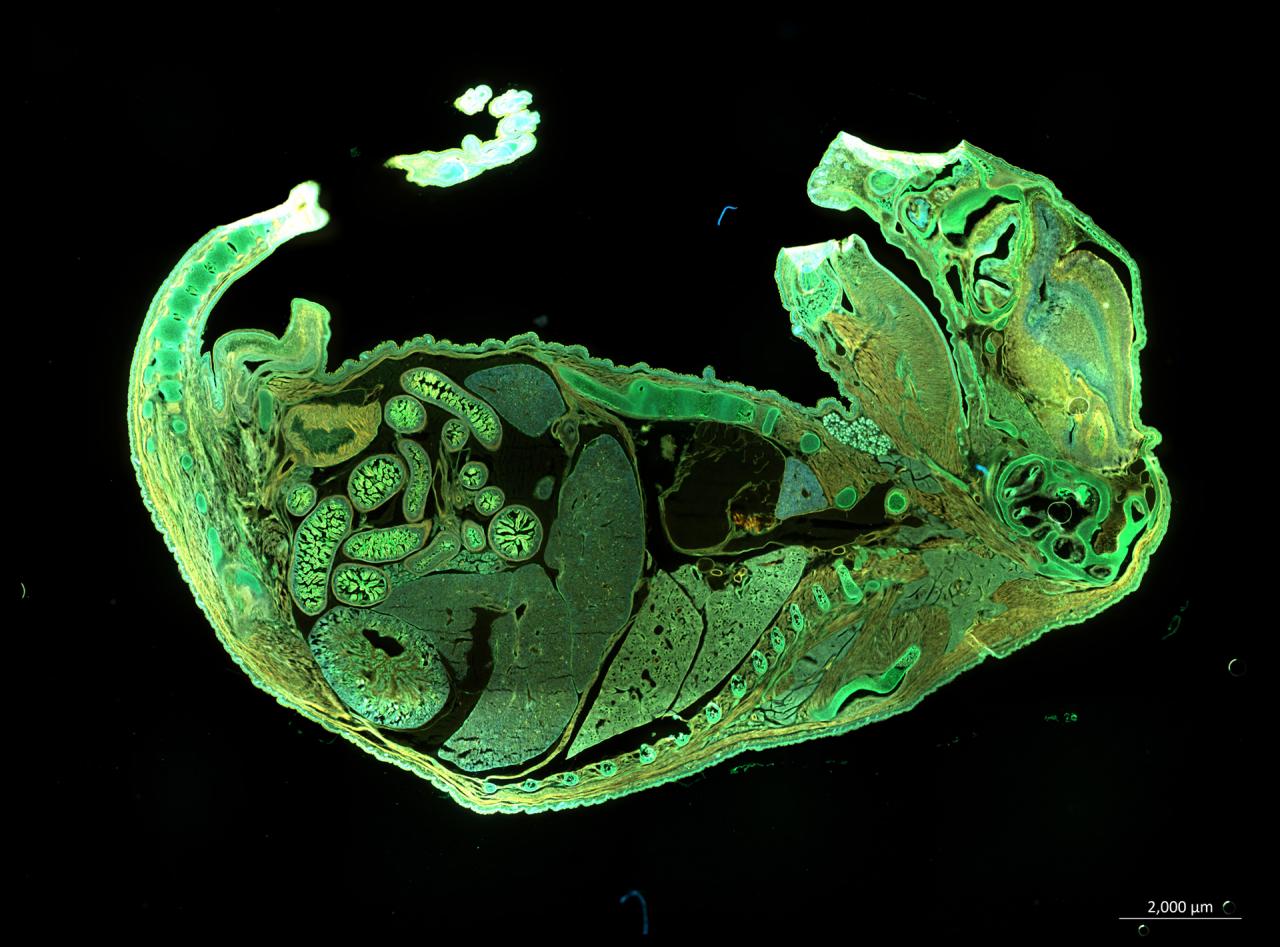 fluorescence_mouseembryo_axio-zoom-bio