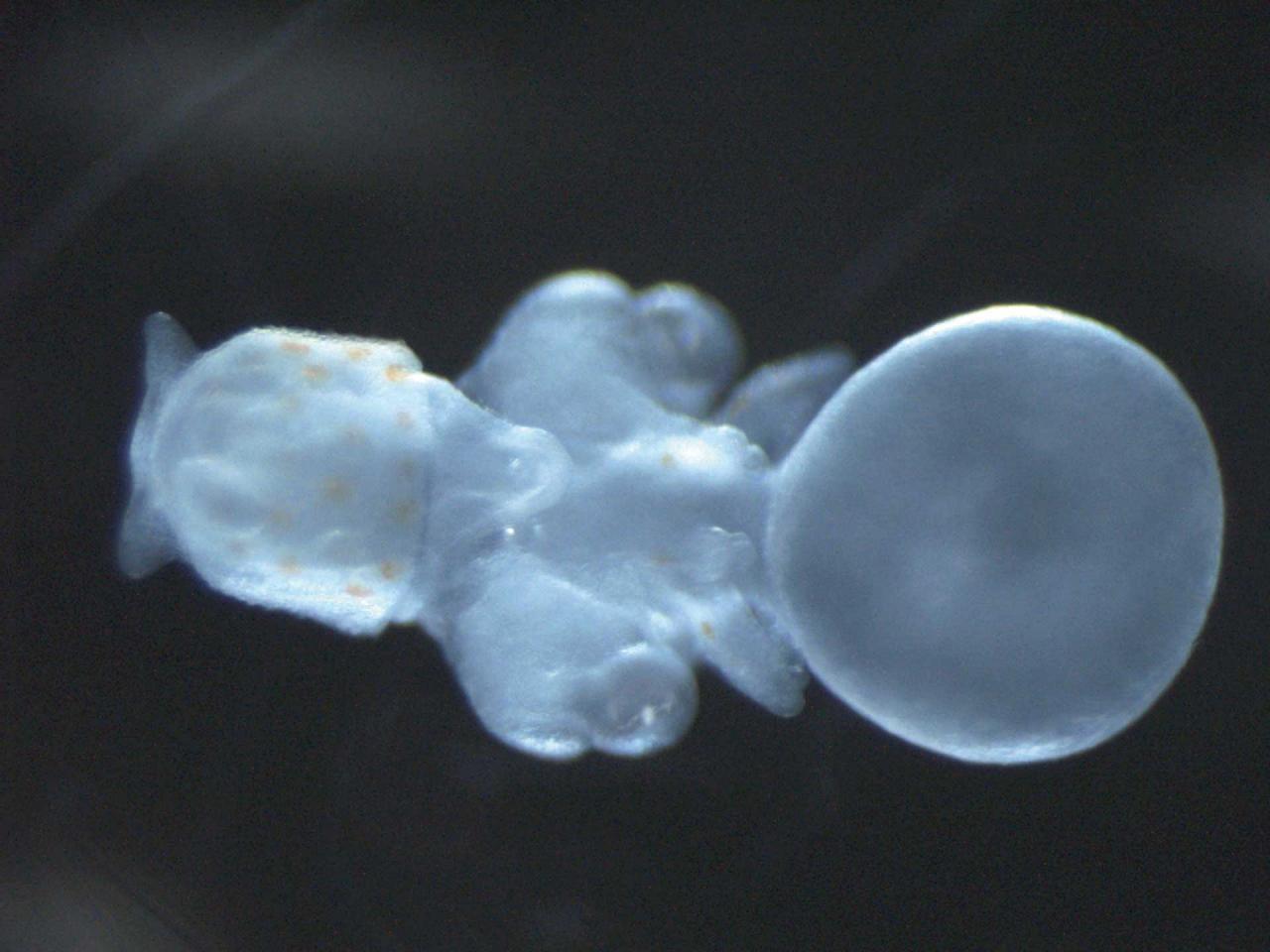 developmental-bio-v8